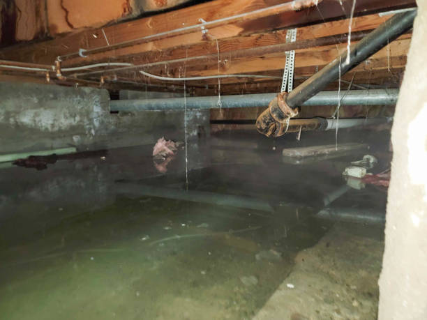 Best Local water damage restoration  in Freeland, MI